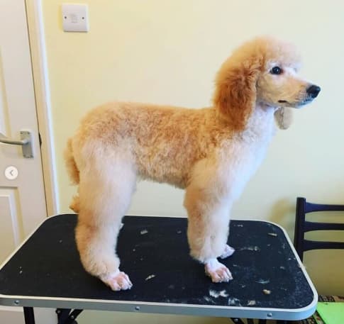 A doodle grooming style featuring the lamb cut 