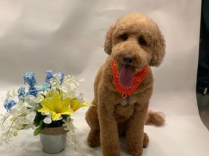 Teddy bear doodle cut