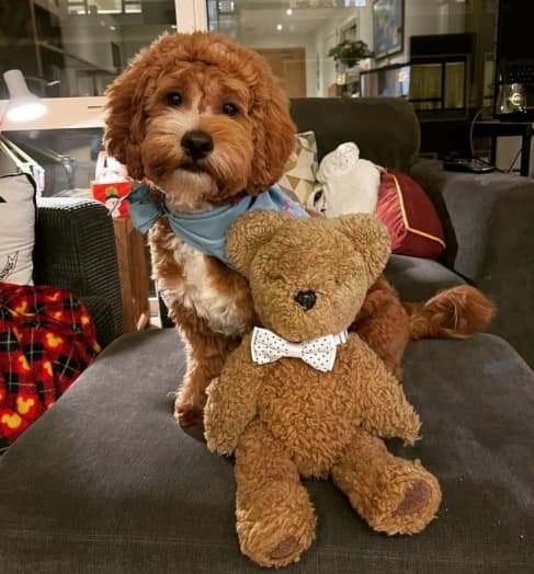 Teddy Bear Doodle cut