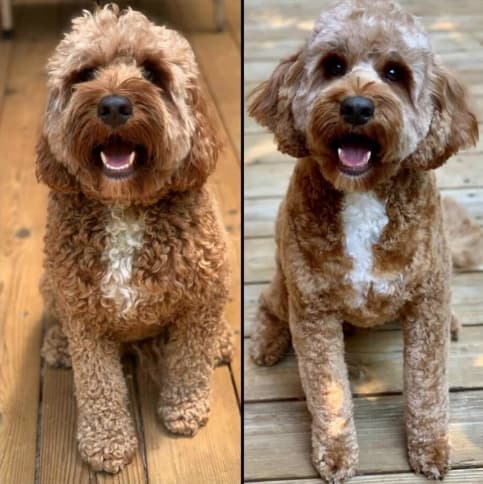 The teddy bear cut is one of many Doodle grooming styles