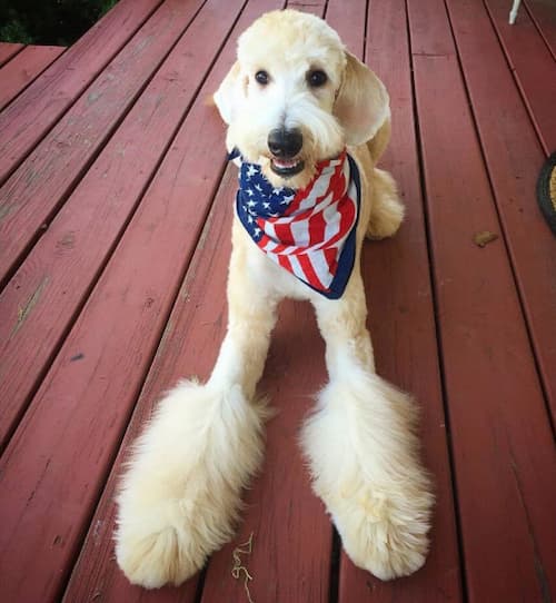 Big Paw custom Doodle grooming style